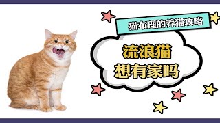 流浪猫想有家吗