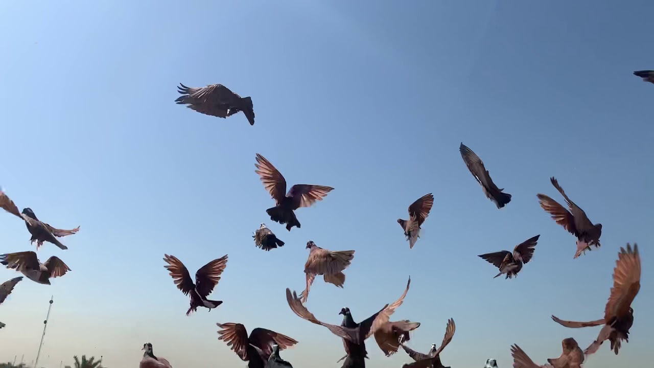 طيور حمر شادات ذني جدد بالريشه الثانيه وثالثه شوفو سويتلهن