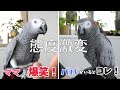 【態度激変】ママとは爆笑お喋り→パパがいるとコレ😂警戒MAXのヨウム
