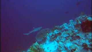 Izıldeniz Öpekbalığı I Ideneyim