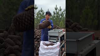 🌲⚙️ Electric Pine Cone Seed Shelling & Extraction Machine Demonstration #shorts