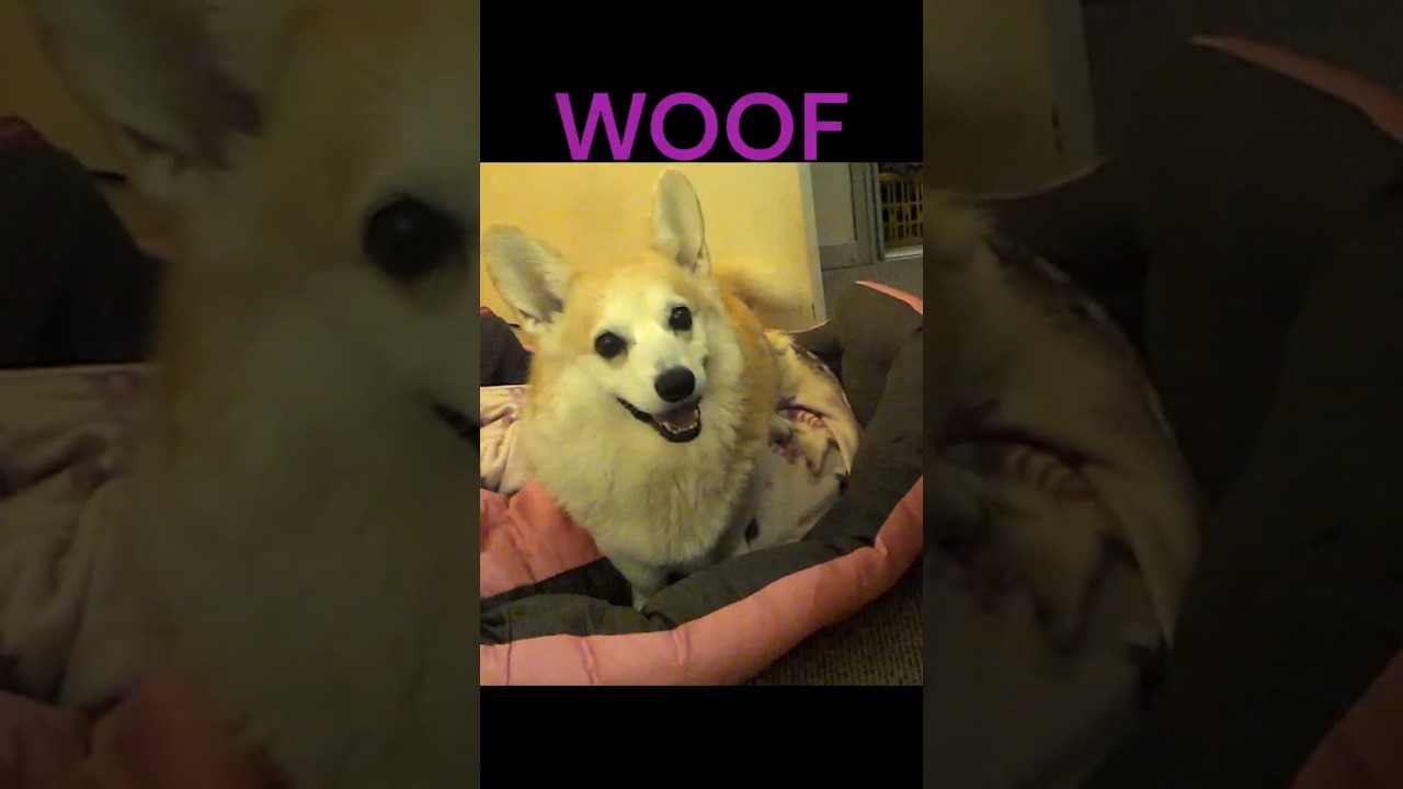 The "Perfect" Christmas Pet Gift for Your "Silent Night" - Corgi Art 