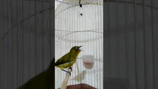 pleci isian kolibri wulung