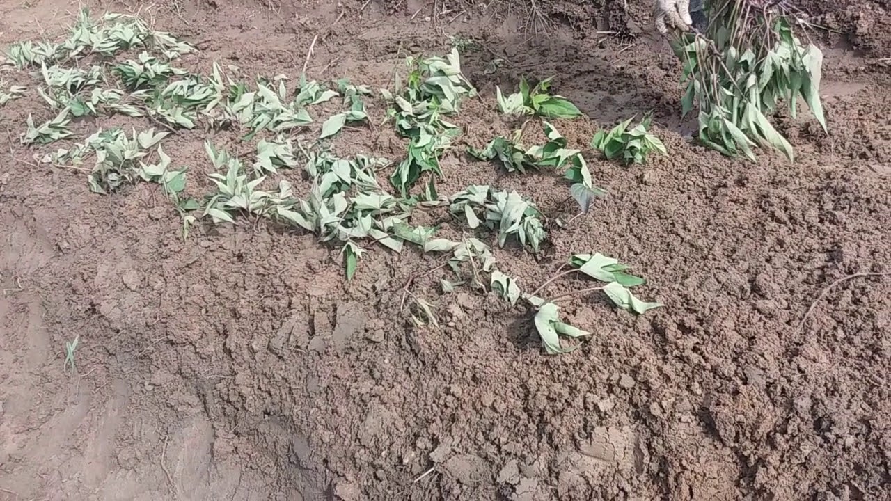 Sweet Potatoes Farming in Zimbabwe YouTube