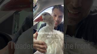 Please support Splash’s surgery 💛🪿 Watch fully, like, comment, and share, every bit helps! #goose