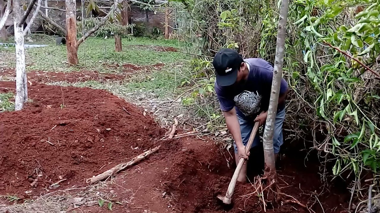 Cara memindahkan pohon durian besar ( cabut ekstrim )
