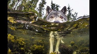 Meet Rare Sea Wolves Who Live Off The Ocean And Can Swim For Hours