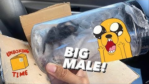 Unboxing della tarantola ~ Qualcuno mi ha DATO una TARANTOLA RARA GRATIS?!!