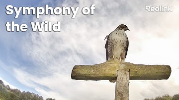 Wildlife Day | Protecting Our Natural World