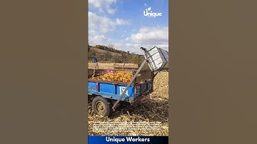 Farming for beginners: a simple guide to corn harvest