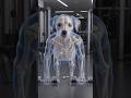 What If Dogs Hit the Gym? 🐕💪 |  Motivational #shorts #usa