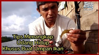 Cara Menangkap Udang Hidup Khusus Buat Umpan Ikan Besar || Kerakusan Ikan meningkatkan 80%
