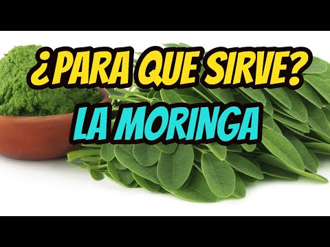 la-planta-moringa-y-sus-7-propiedades-medicinales-y-curativas.