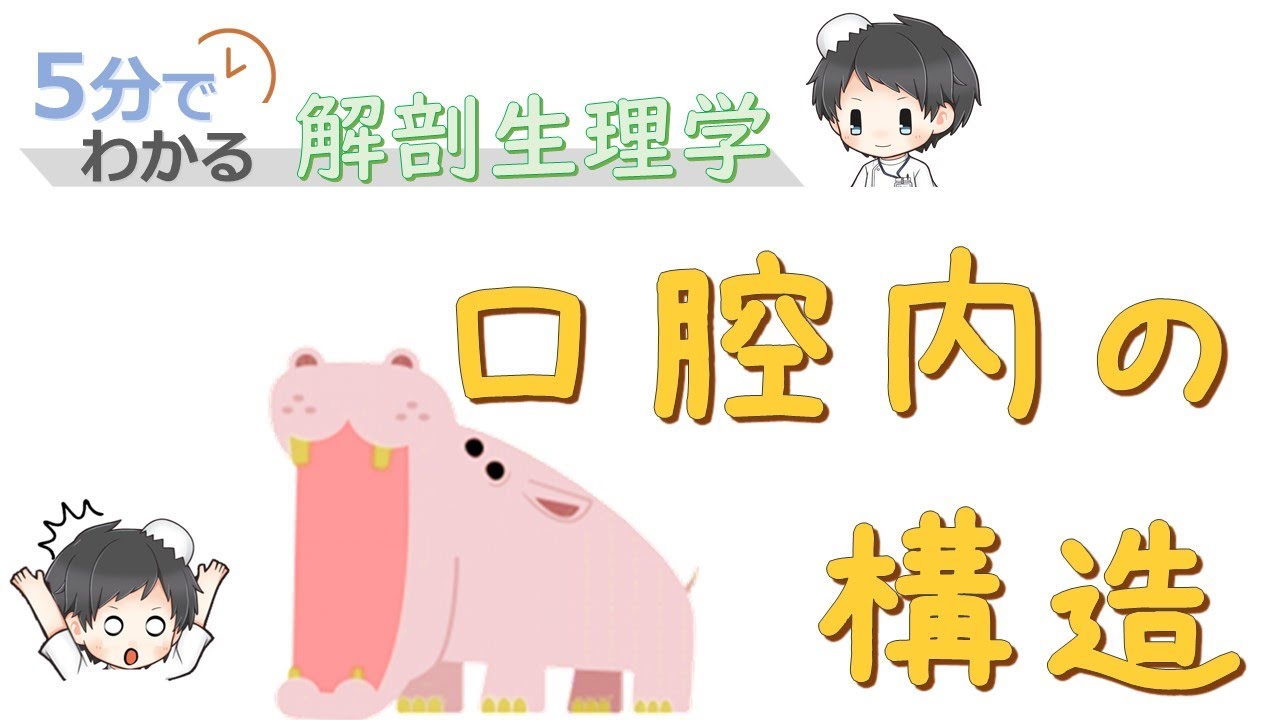 口腔内の構造について【5分でわかる解剖生理学】
