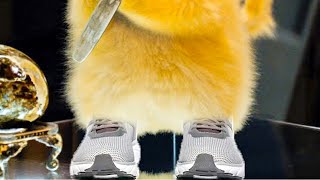 Ytp Detective Pikashoe