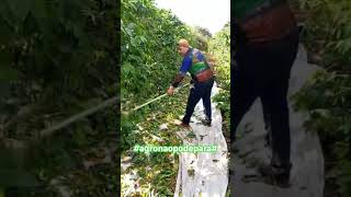 #agro#cafémaquinas#agricultura#