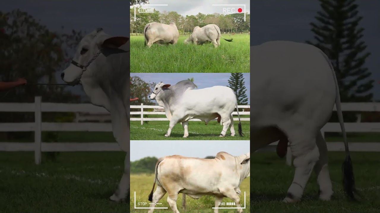 🔴 GRAY BRAHMAN BULL ✅ Biggest Bulls And Cow  