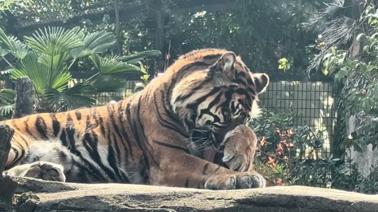 八木山動物公園   スマトラトラ   バユ  