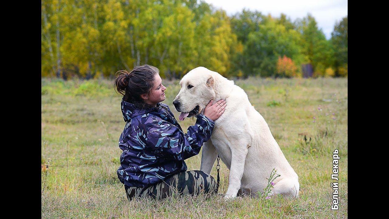 Питомник собак  на Урале - Белый Лекарь - http://www.beliy-lekar.ru
