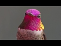 The Hummingbird Whisperer