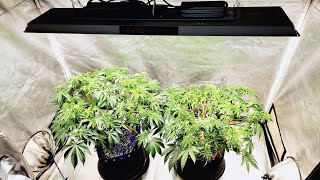 Discover the Steps for Growing Ethos Genetics to Perfection: Time to Bloom! @MarsHydro_official