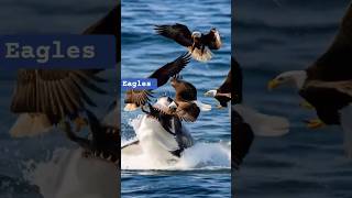 Download Lagu Eagles vs big fish #wildlife #animals #birds #orca #shorts MP3 Download Lagu Eagles vs big fish #wildlife #animals #birds #orca #shorts MP3