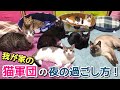 我が家の猫7匹の夜の過ごし方【猫多頭飼い】【元ノラ猫】