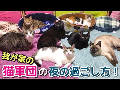 我が家の猫7匹の夜の過ごし方【猫多頭飼い】【元ノラ猫】