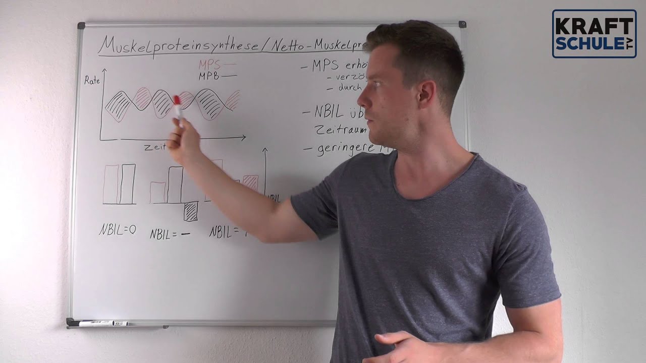 Muskelproteinsynthese - Nettoproteinbilanz -  Proteinbiosynthese