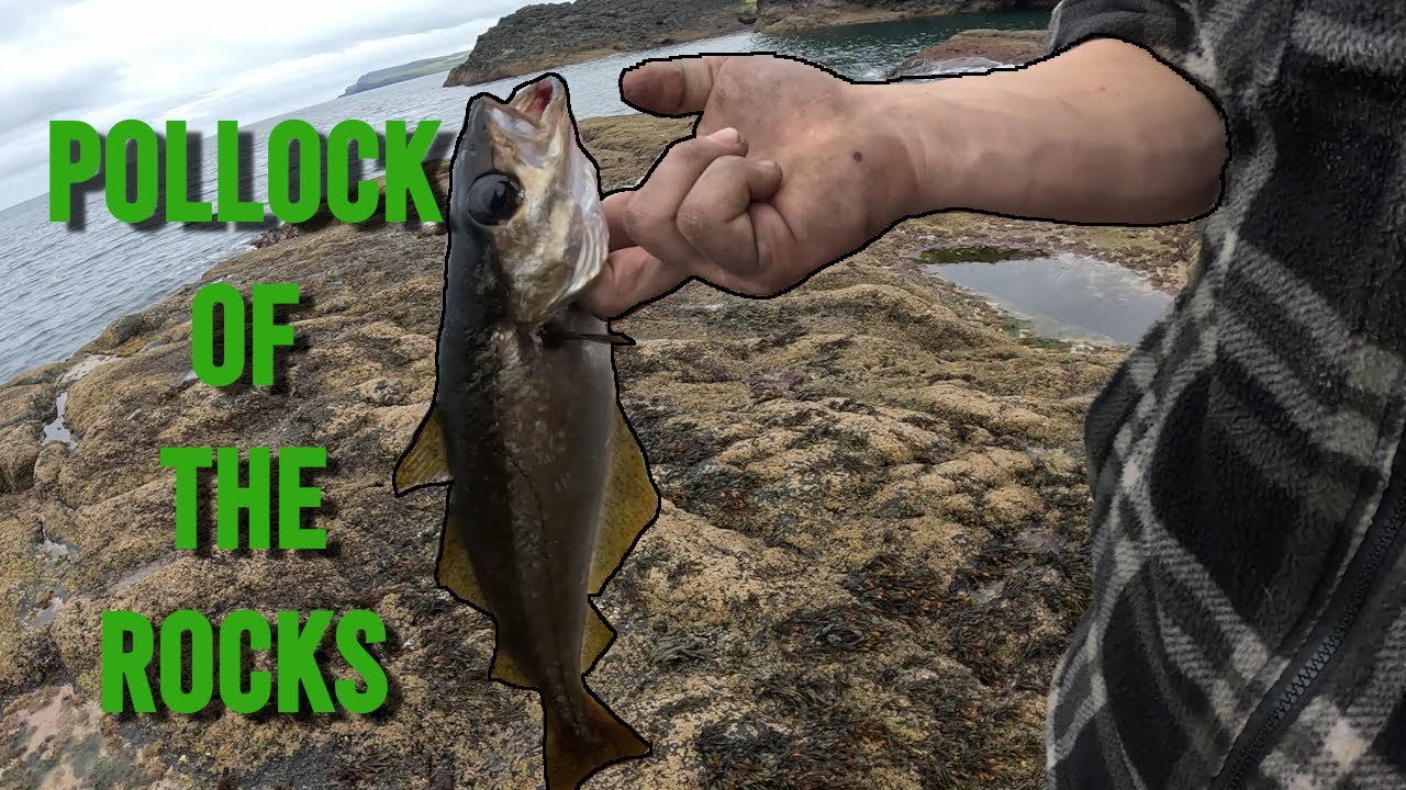 Lure fishing for Pollock - Off the Dunluce Rocks