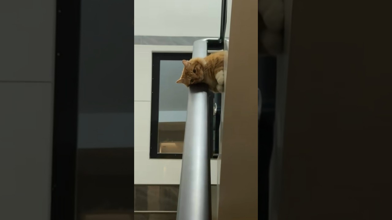 Cat Rests Head on Gray Metal Railing Atop Staircase
