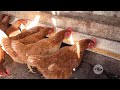 Estrategias para mejorar la rentabilidad y la resistencia de las gallinas ponedoras -La Finca de Hoy