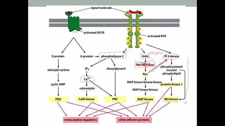 PCB3103 - Cell Biology - Cell Signaling