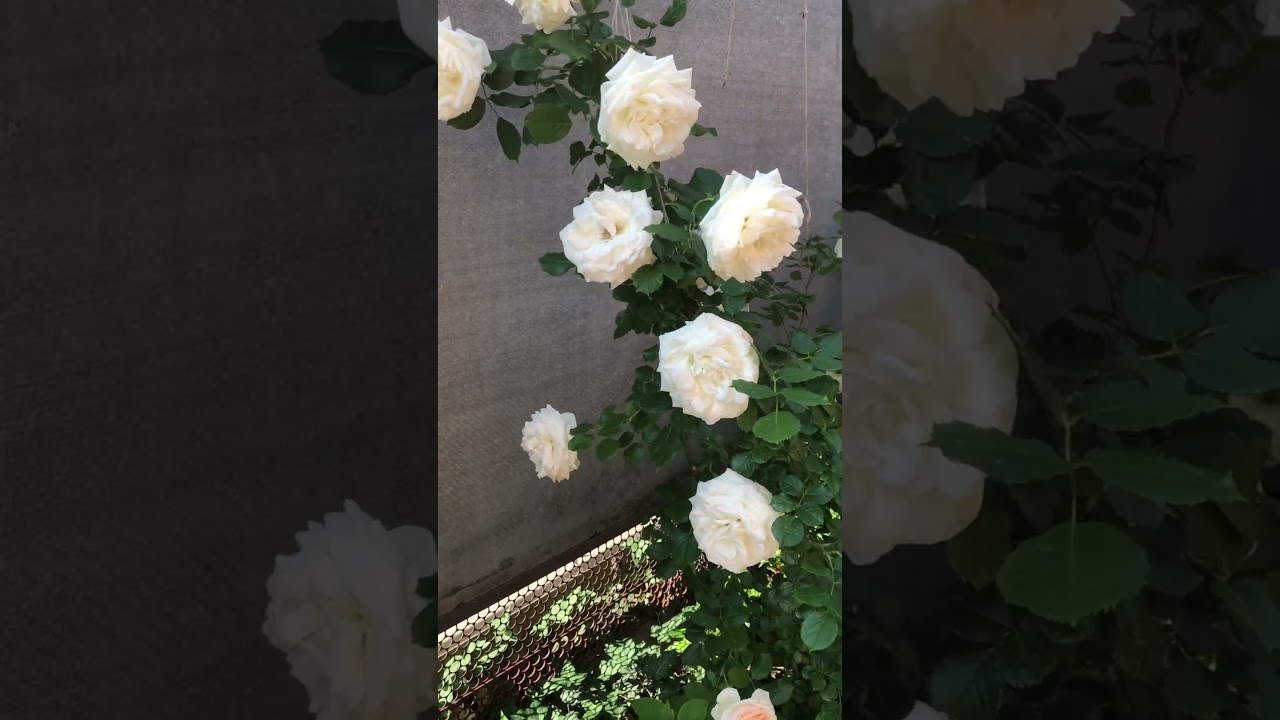 Утро в саду. Клематис Даймонд Болл и роза плетистая Пале Рояль. 