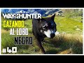 CAZANDO AL LOBO NEGRO HACIENDO UN DISPARO CON EFECTO | ⛰️WAY OF THE HUNTER #40