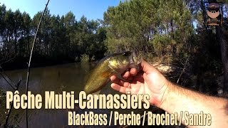 Pêche Multi-Carnassiers ( Bass / Perche / Sandre / Brochet) au Leurre Souple