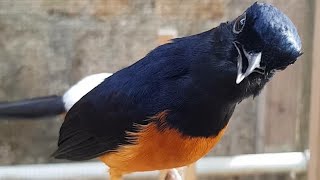 SUARA MURAI BATU ISIAN BURUNG KECIL MEWAH