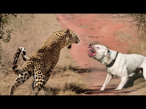 Video: De 10 mest lojala hundraserna