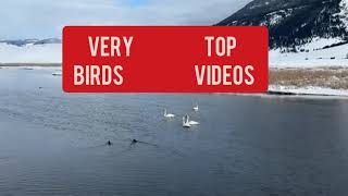 VERY TOP BIRDS VIDEOS  #documentary #photography #filming
