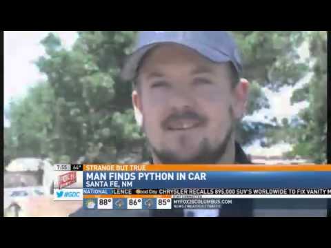 Python Slithers Under Hood of NM Woman's Pick-Up Truck