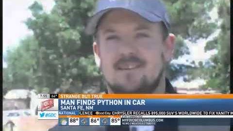 Python Slithers Under Hood of NM Woman