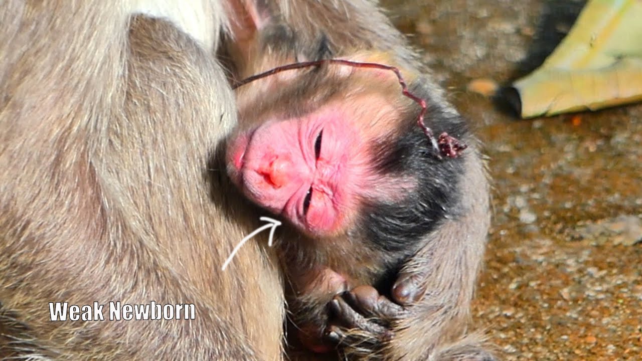 Update... A newborn baby monkey one day old looks w-e-a-k-er trying to drink milk but can't walk yet