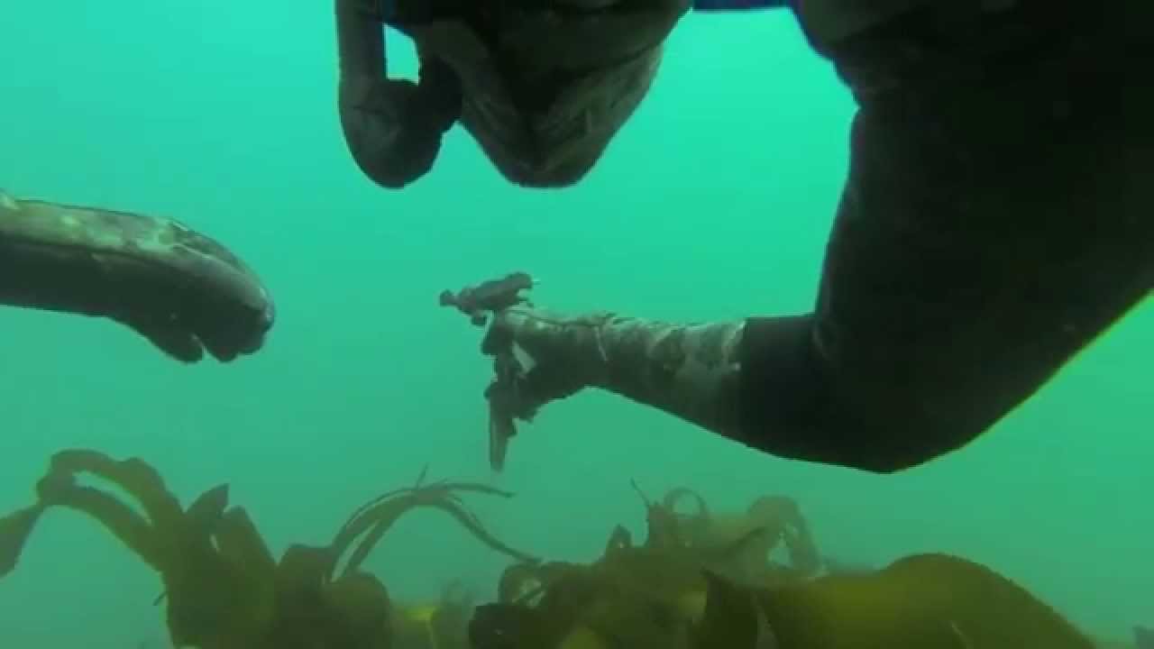 GoPro Spearfishing Ireland Freediving Ireland Fanore Clare 2015 YouTube