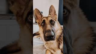 Model Dog
