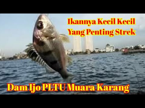 Mancing Santuy Dispot PLTU Muara Karang || Ikannya Kecil Yang Penting Strek @uye_01
