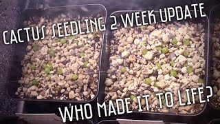 A lazy way to grow cactus from seed | Episode 2: Two week update