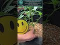 SOP: Apical Dominance & Vegetative Topping Protocol
