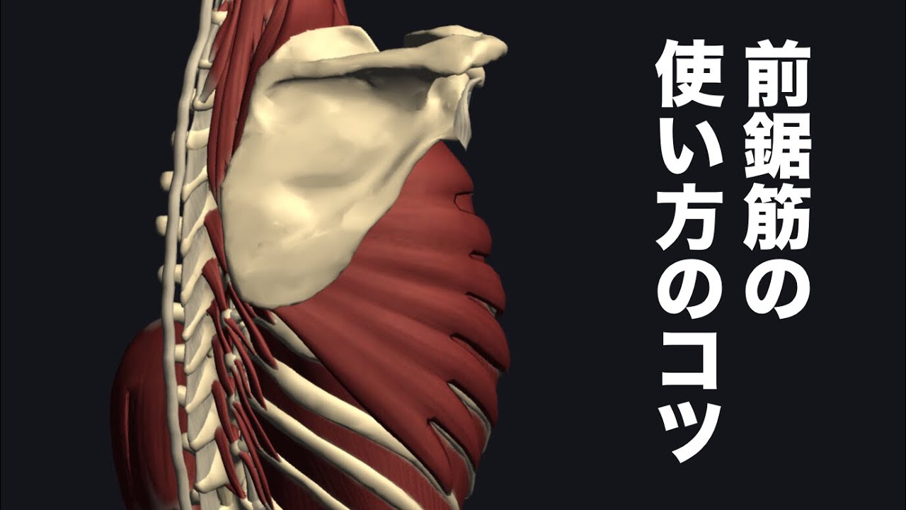 前鋸筋の使い方のコツを解説してみた