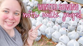 Starting Summer Seeds! Winter Sowing Milk Jugs for Zinnia's, Coneflowers, Watermelon and more Net Worth