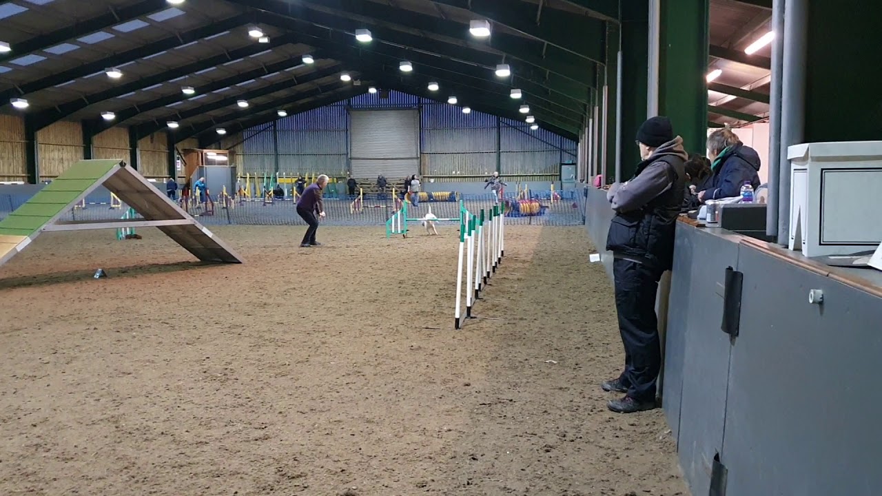 Miniature Bull Terrier agility - Magnus training, Beachside agility